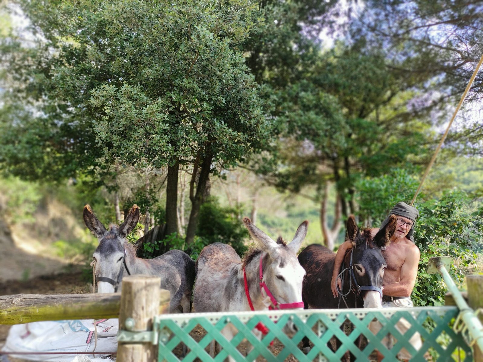 Los animales de Cal Miquel