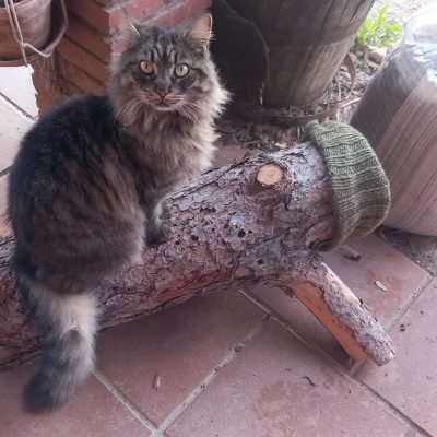 Los animales de Cal Miquel