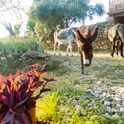 Los animales de Cal Miquel