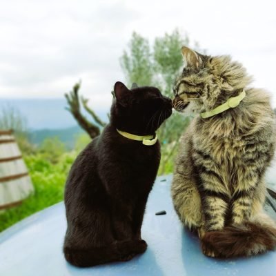 Los animales de Cal Miquel