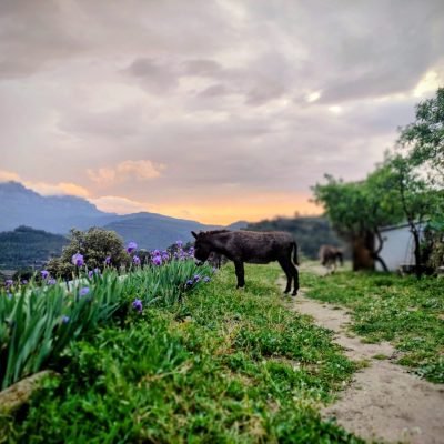 Los animales de Cal Miquel