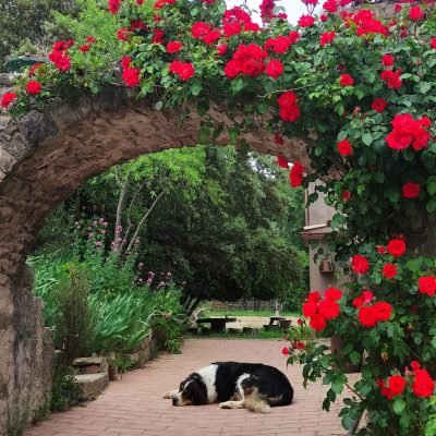 Los animales de Cal Miquel