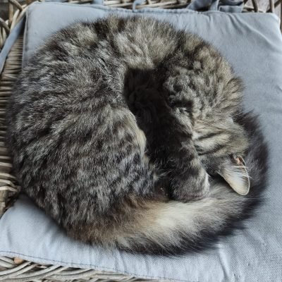 Los animales de Cal Miquel
