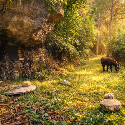 Los animales de Cal Miquel